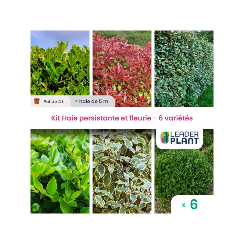 Leaderplantcom - kit Haie persistante et Fleurie 6 variété – Lot de 6 plant en pot de 4L pour une haie de 5m