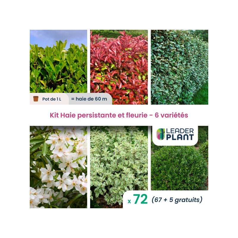 Leaderplantcom - kit Haie persistante et Fleurie 6 variété – Lot de 72 plant en pot de 1L pour une haie de 60m