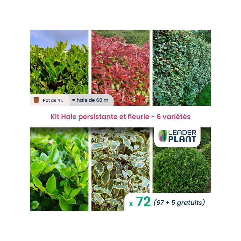 Kit Haie persistante et Fleurie 6 variété – Lot de 72 plant en pot de 4L pour une haie de 60m