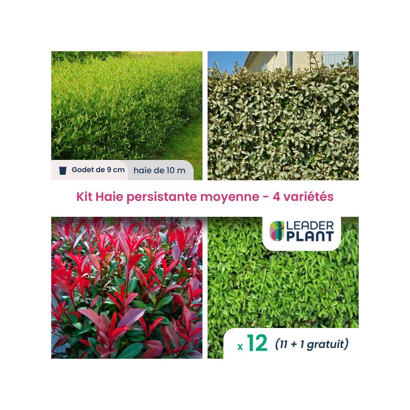 Leaderplantcom - Kit Haie Persistante Moyenne - 4 variétés - Lot de 12 godets