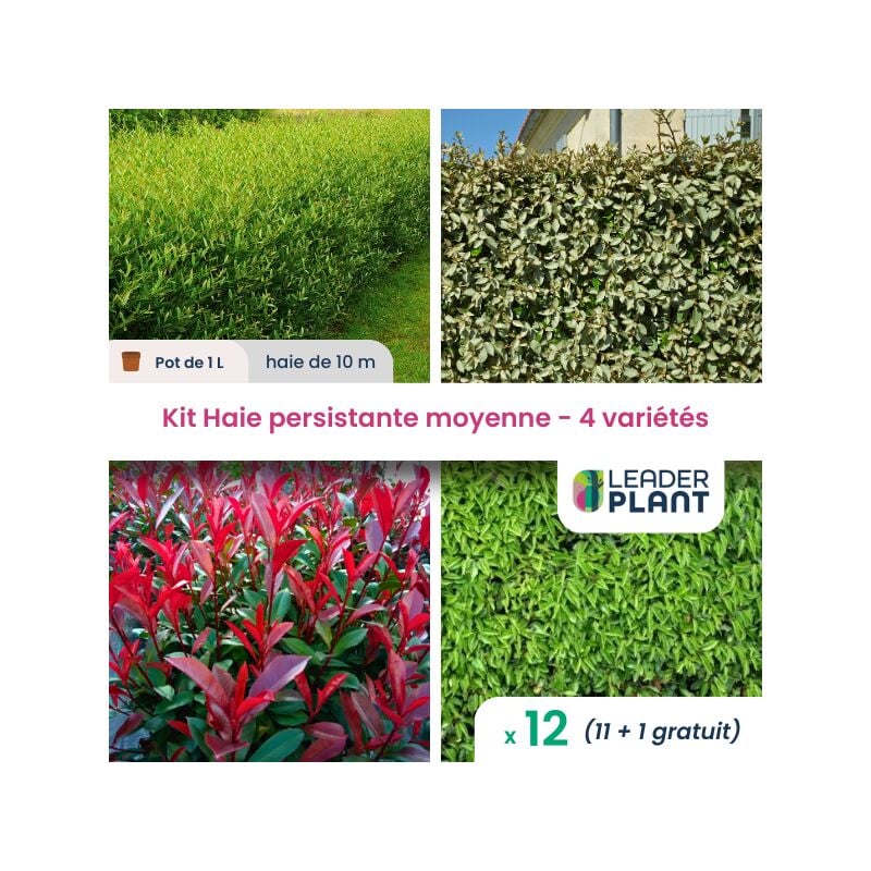 Leaderplant.com - Kit Haie Persistante Moyenne - 4 variétés - Lot de 12 pots de 1 l