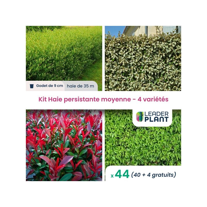 Leaderplant.com - Kit Haie Persistante Moyenne - 4 variétés - Lot de 44 godets