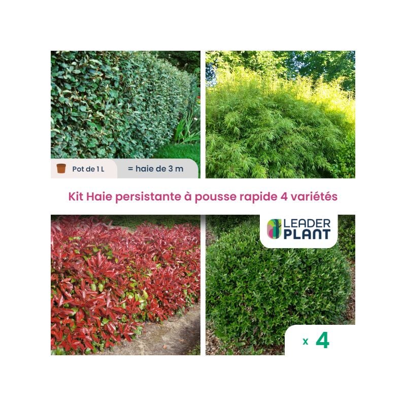 Leaderplant.com - kit Haie Persistante à Pousse Rapide - 4 variétés - Lot de 4 pots de 1 litre