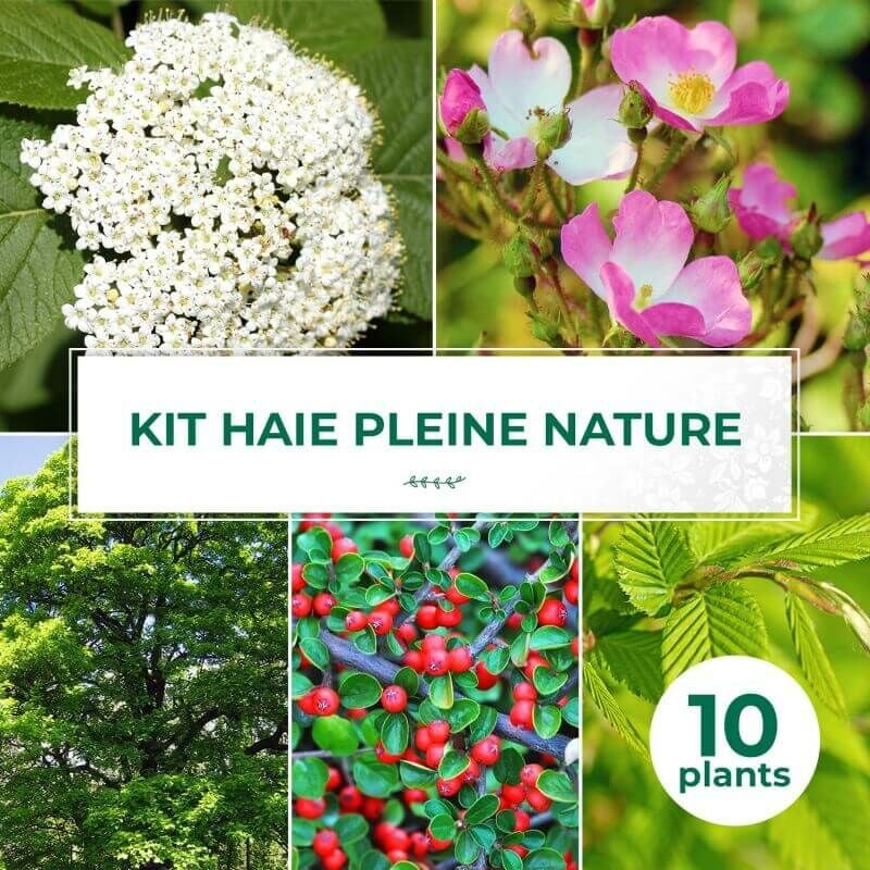 Kit Haie Pleine Nature - 10 Jeunes Plants -
