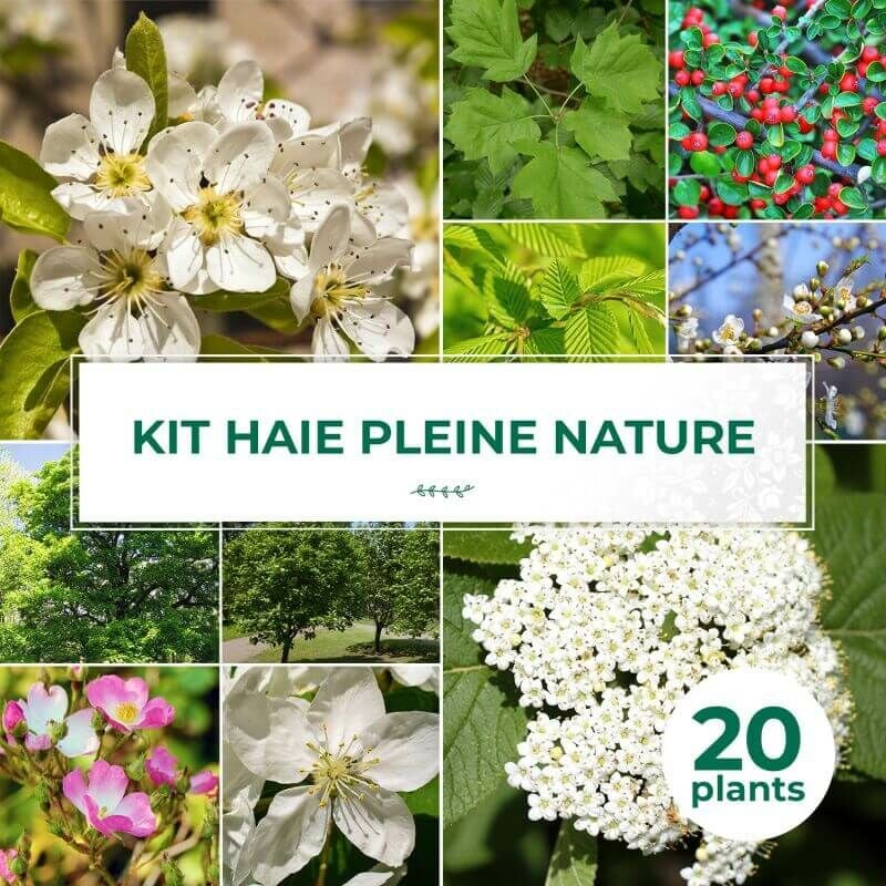 Kit Haie Pleine Nature - 20 Jeunes Plants -