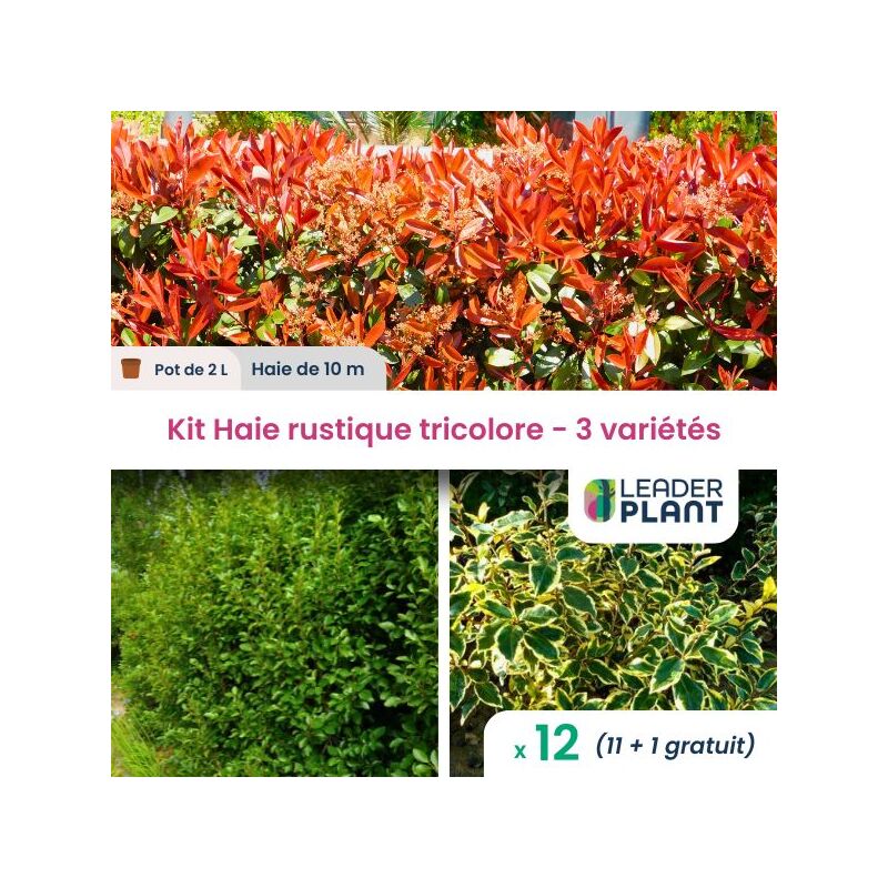 Leaderplant.com - Kit Haie Rustique Tricolore - 3 variétés - Lot de 12 pots de 2 l