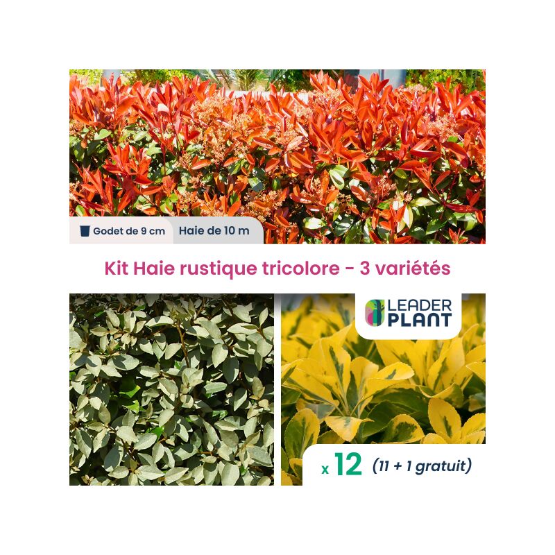 Leaderplantcom - Kit Haie Rustique Tricolore - 3 variétés - Lot de 12 godets