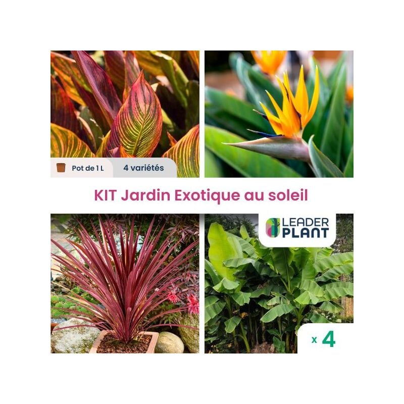 Leaderplant.com - kit Jardin Exotique au Soleil - Lot de 4 plants en pot de 1 litre