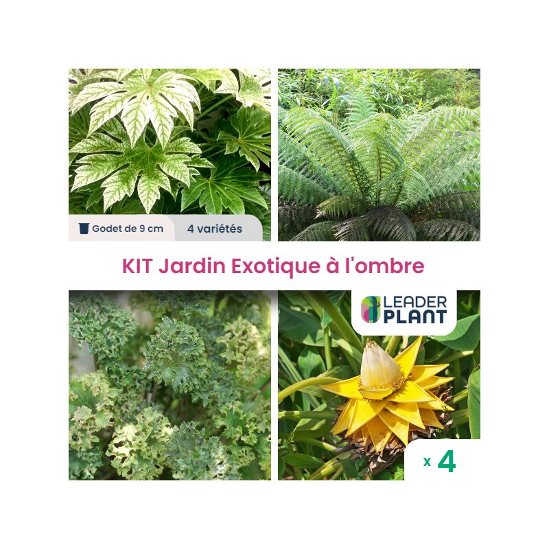 Leaderplantcom - Kit Jardin Exotique à l'Ombre - 4 variétés - Lot de 4 plants en godet
