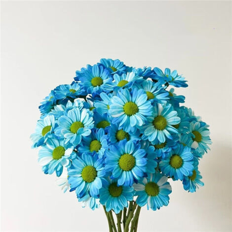 Kit marguerites – 2000 graines – Bleu – Doubles – Engrais – Terrasse – Balcon