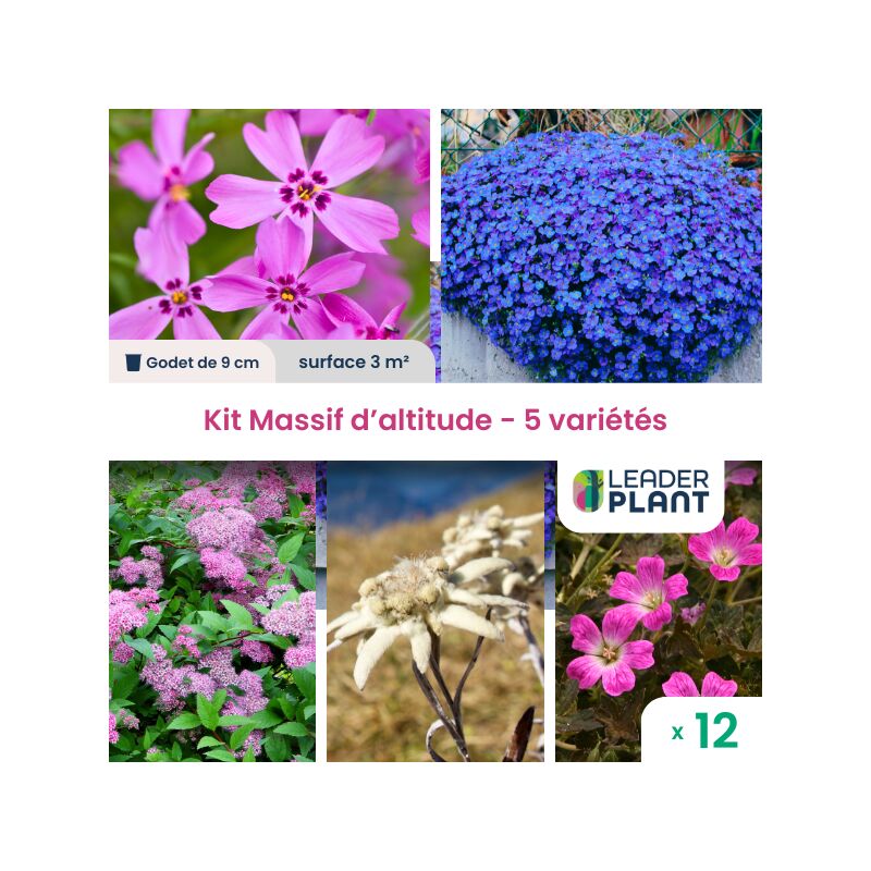 Leaderplant.com - Kit massif d'altitude - 5 variétés - 12 godets