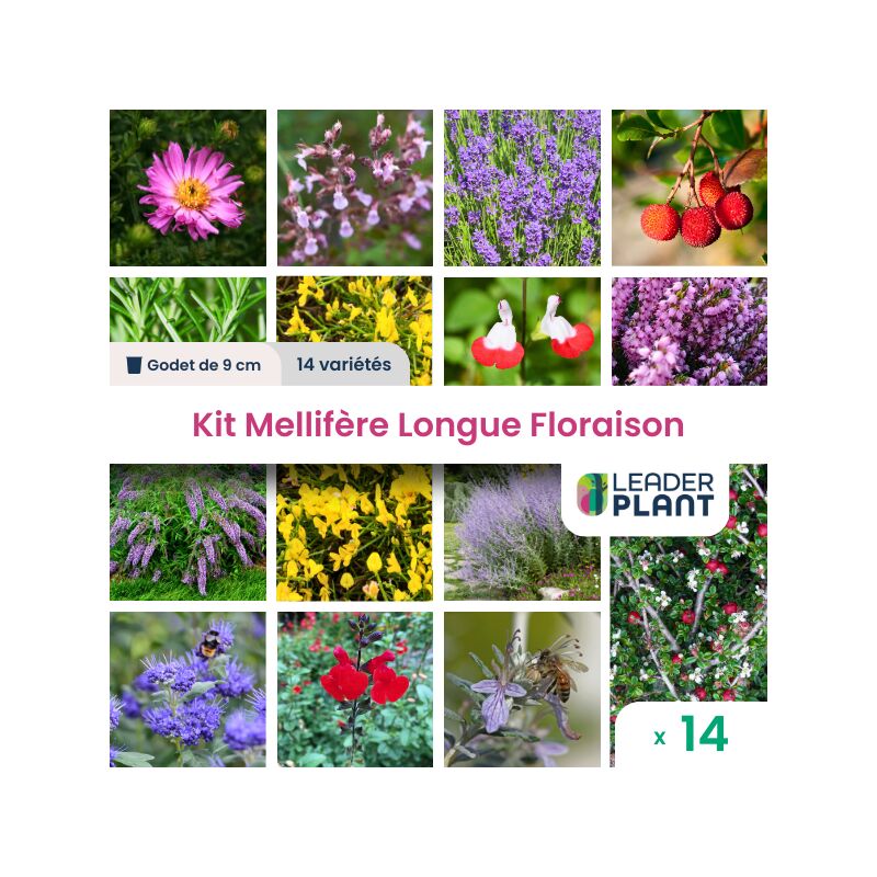 Leaderplantcom - Kit Mellifère Longue Floraison - 14 variétés en godet