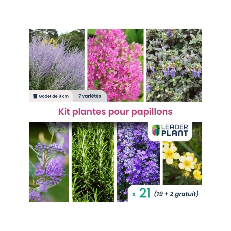 Leaderplant.com - Kit plantes pour papillons - 7 variétés - Lot de 21 godets