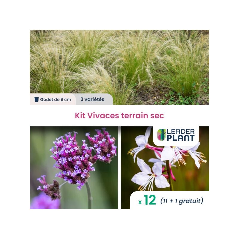 Kit Plantes Vivace pour terrain sec - 3 variétés - Lot de 12 plants en godet