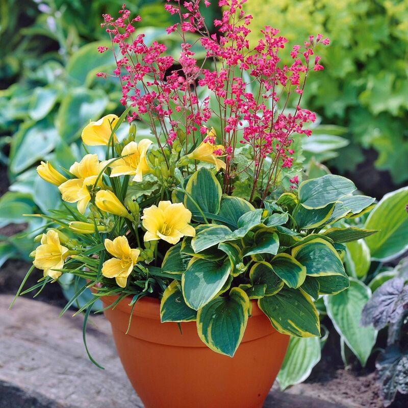Kit Pot fleuri pour balcon - Multicolore