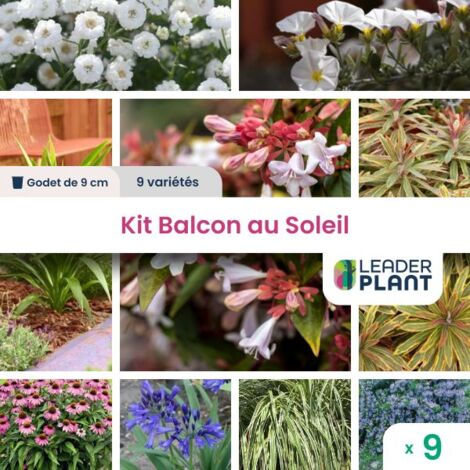 Kit pour Balcon ou Terrasse au Soleil - Lot de 9 plants en godet