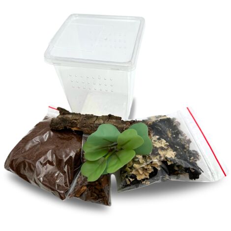 Kit ragno per giovani ragni degli alberi