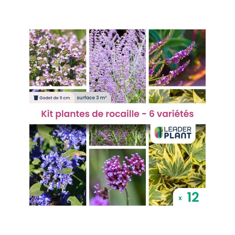 Kit Rocaille Mellifère - 6 variétés – Lot de 12 plants en godet