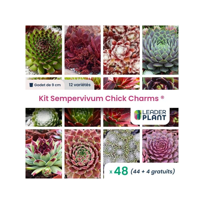 Leaderplantcom - Kit Sempervivums Chick Charms ® - 12 variétés - Lot de 48 godets