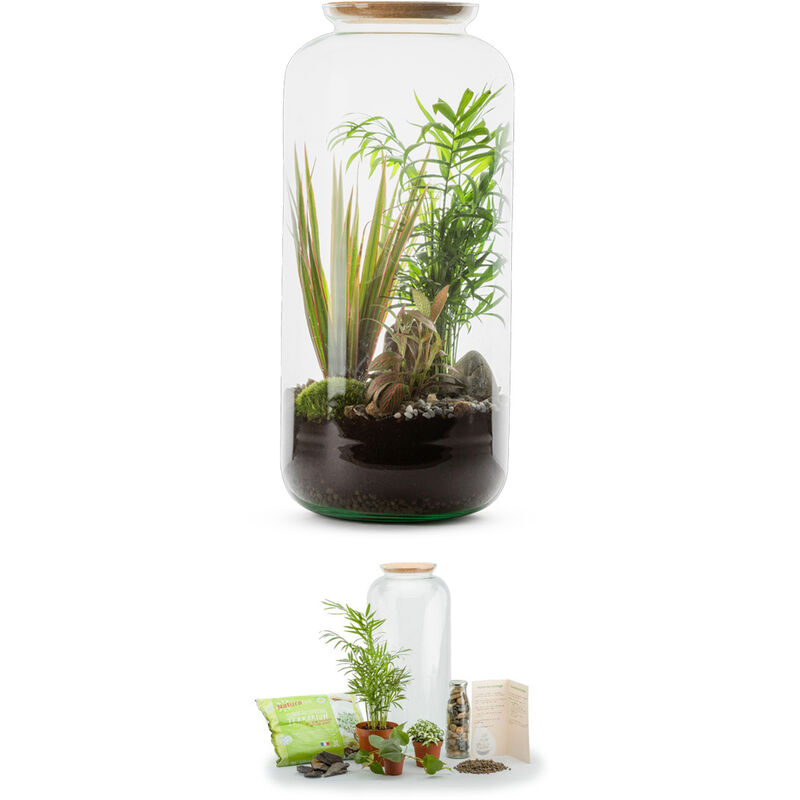 Kit terrarium plantes Bonbonne mix L (23 x 51 cm)