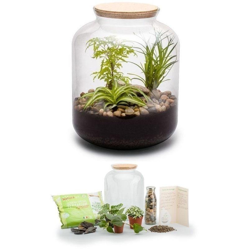 Kit terrarium plantes Bonbonne mix S (24 x 31 cm)
