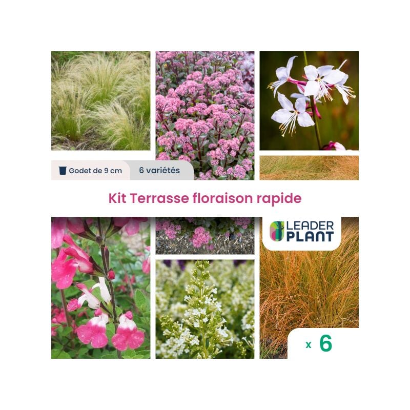 Kit Terrasse Floraison Rapide – 6 variétés – Lot de 6 plants en godet