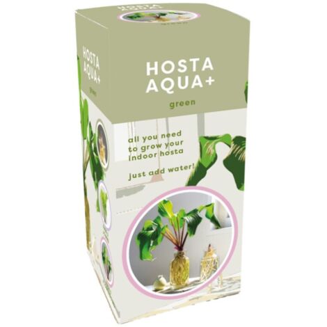Kit tout prêt Plante Hosta Aqua verte