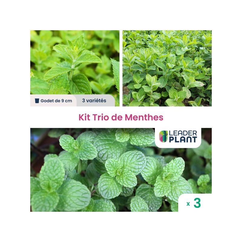 Kit Trio de Menthes - 3 godets
