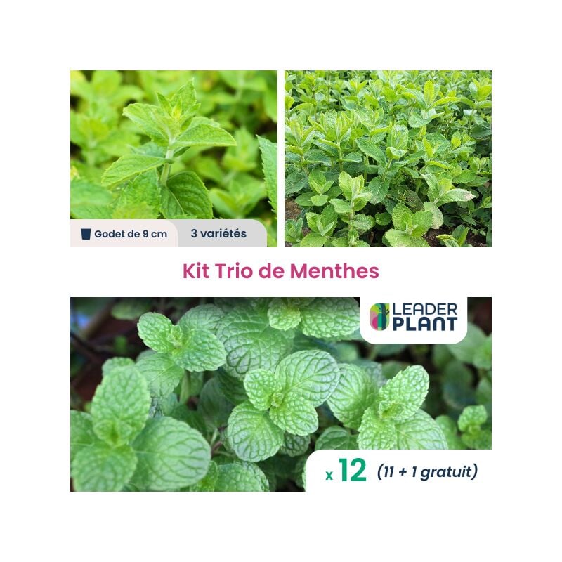 Kit Trio de Menthes - Lot de 12 godets
