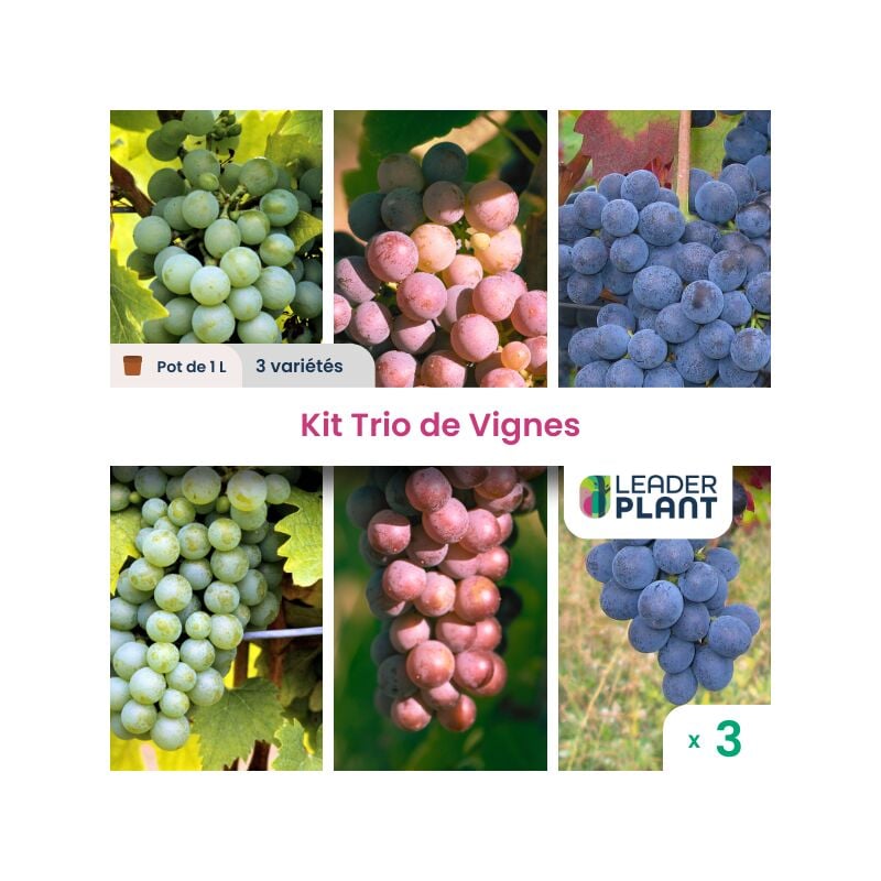 Kit Vignes - 3 variétés en pot de 1 l
