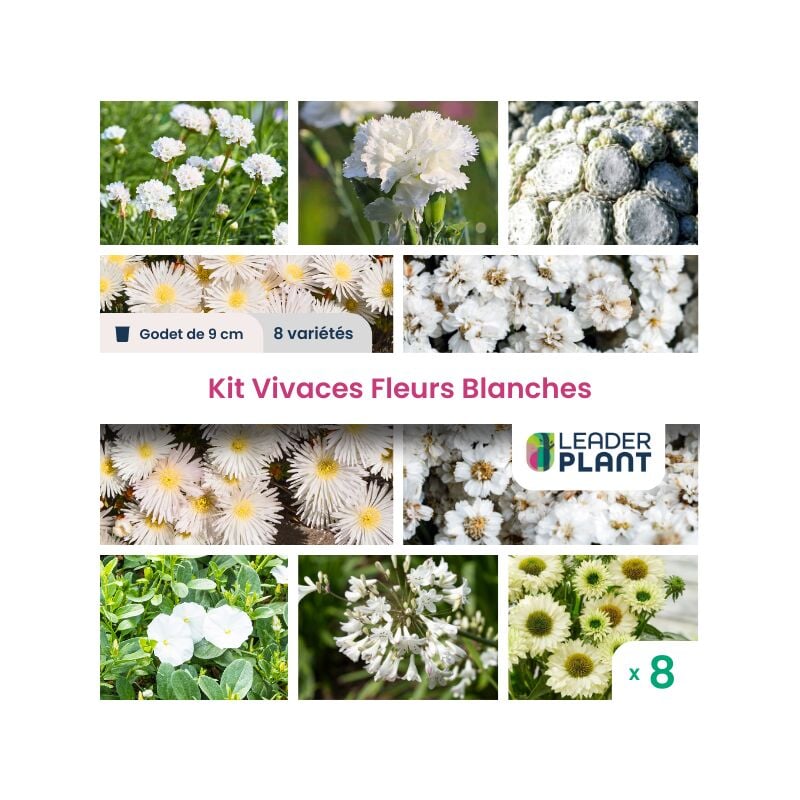 Kit vivaces fleurs blanches - 8 variétés en godet