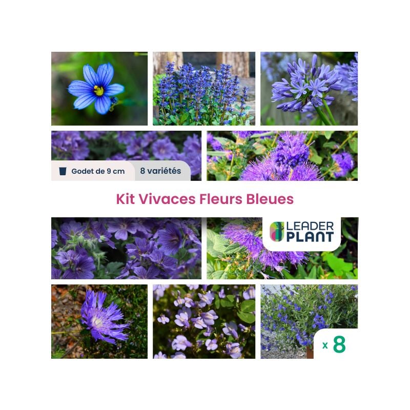 Kit vivaces fleurs bleues - 8 variétés en godet