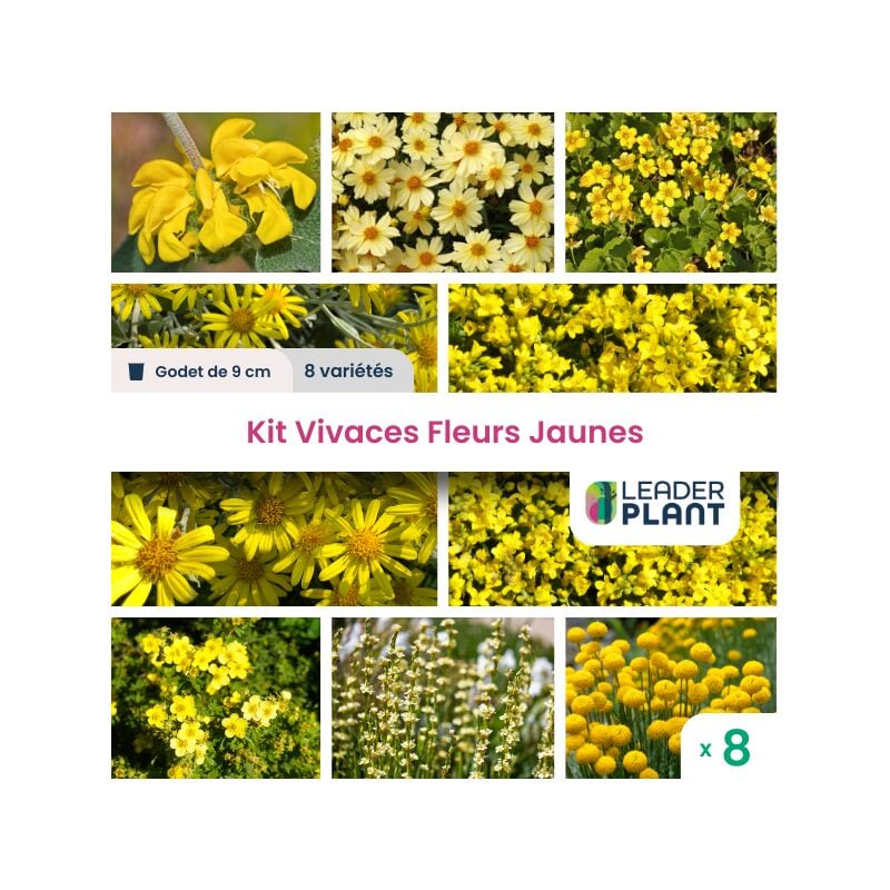 Kit vivaces fleurs jaunes - 8 variétés en godet