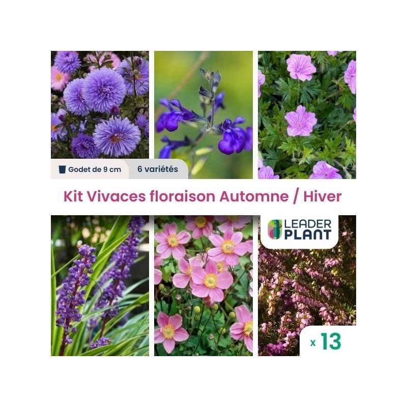 Leaderplant.com - Kit Vivaces floraison Automne / Hiver - 6 variétés - Lot de 13 godets