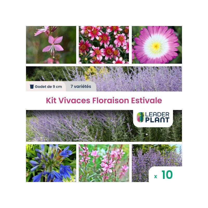 Leaderplant.com - Kit Vivaces Floraison Estivale - 7 variétés - Lot de 10 godets