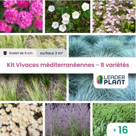 Kit Vivaces Méditerranéennes- 8 Variétés - Lot 16 plants en godet