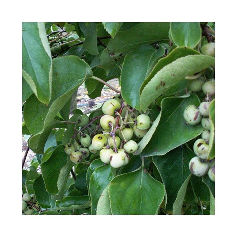 Kiwaï femelle à fruits verts - actinidia arguta 3L