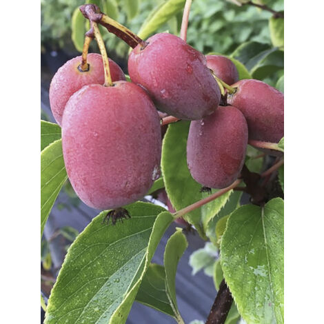 Kiwai 'Pink Jumbo' Pot de 1,5L/2L