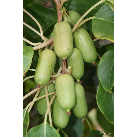 Kiwaî 'Super Jumbo' femelle Taille du pot - Pot de 3 Litres