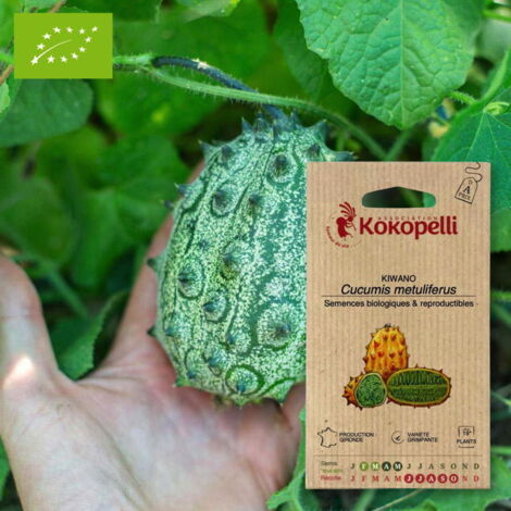 Kiwano Concombre Cornu d'Afrique