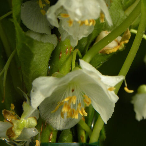 Kiwi arctique kolomikta Adam (Mâle)