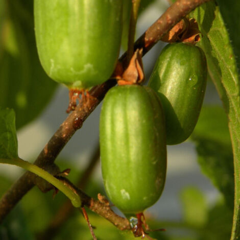 Kiwi arctique kolomikta Eve (Femelle)