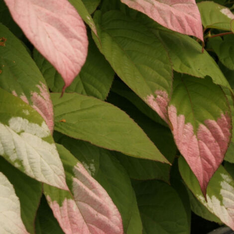 Kiwi arctique kolomikta