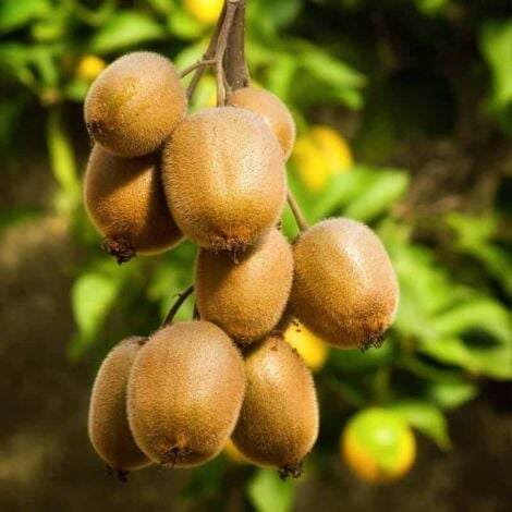 PÉPINIÈRES NAUDET Kiwi Auto-fertile Actinidia 'Solo'