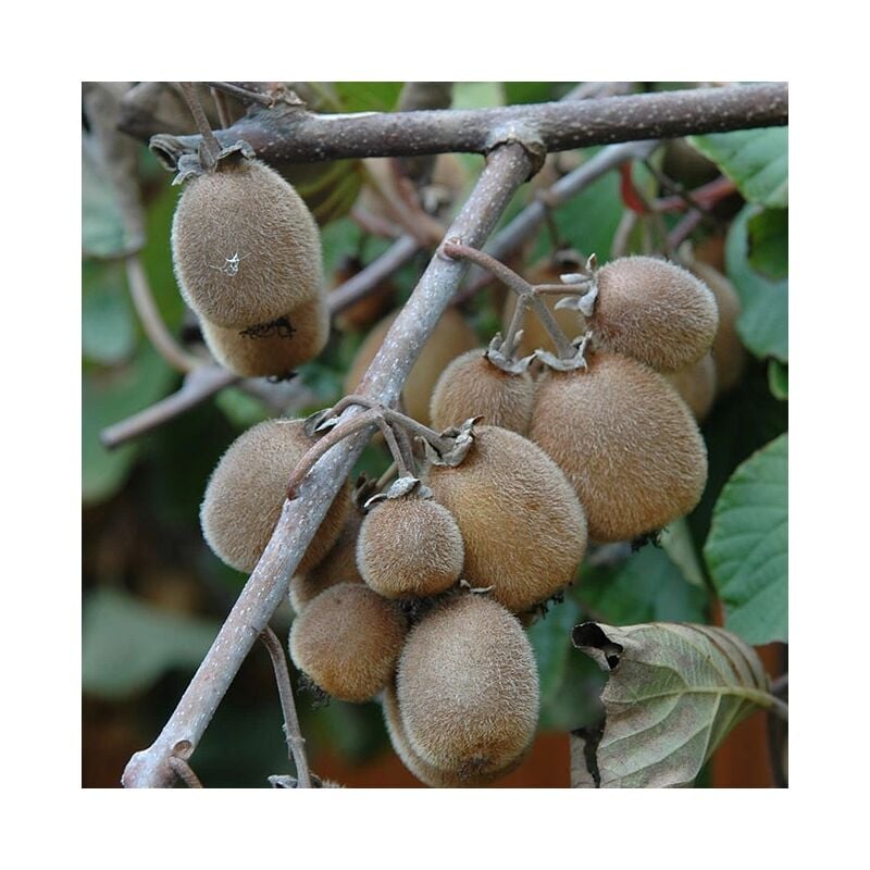 Kiwi autofertile 'Solissimo®' (Renact) - actinidia chinensis 3L