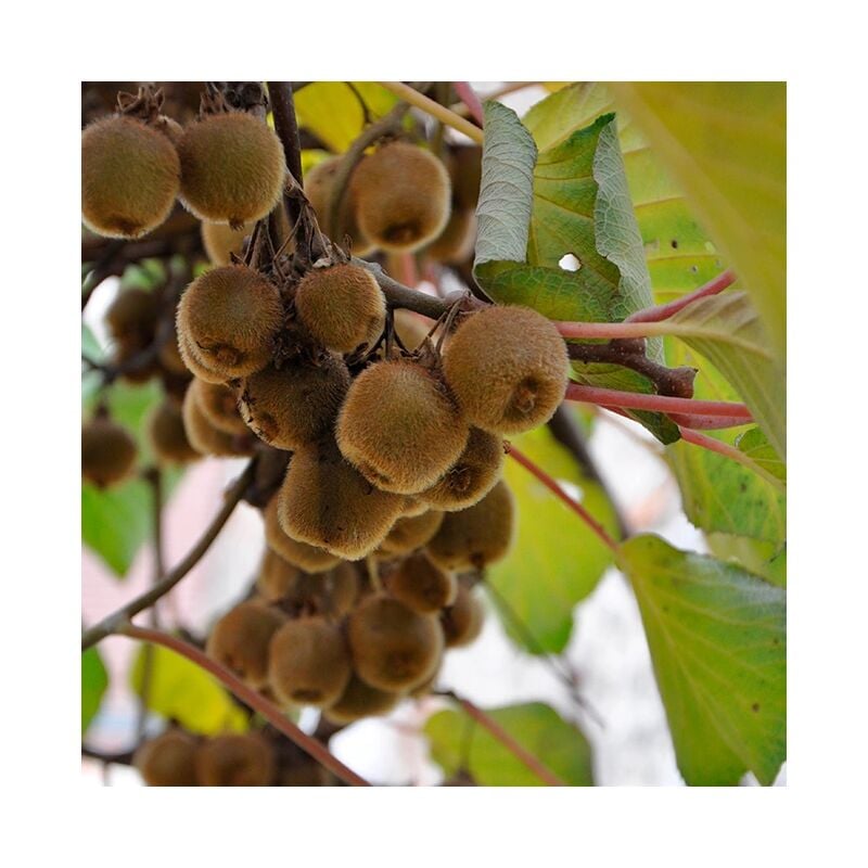 Kiwi autofertile 'Solo' - actinidia deliciosa 3L