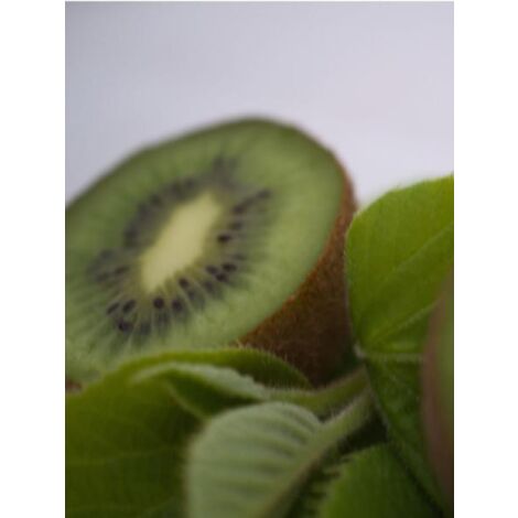 Kiwi 'Bruno' Pot de 1,5L/2L