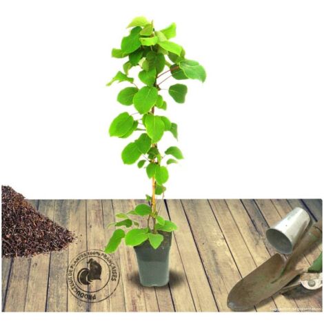 Kiwi chinensis Hayward (Femelle) BIO | Pot de 3L - AB