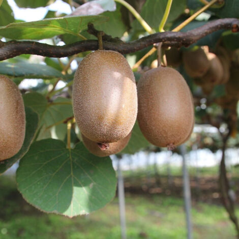 Kiwi chinensis Jenny (Autofertile) | Pot de 1,5L - 20/50 cm