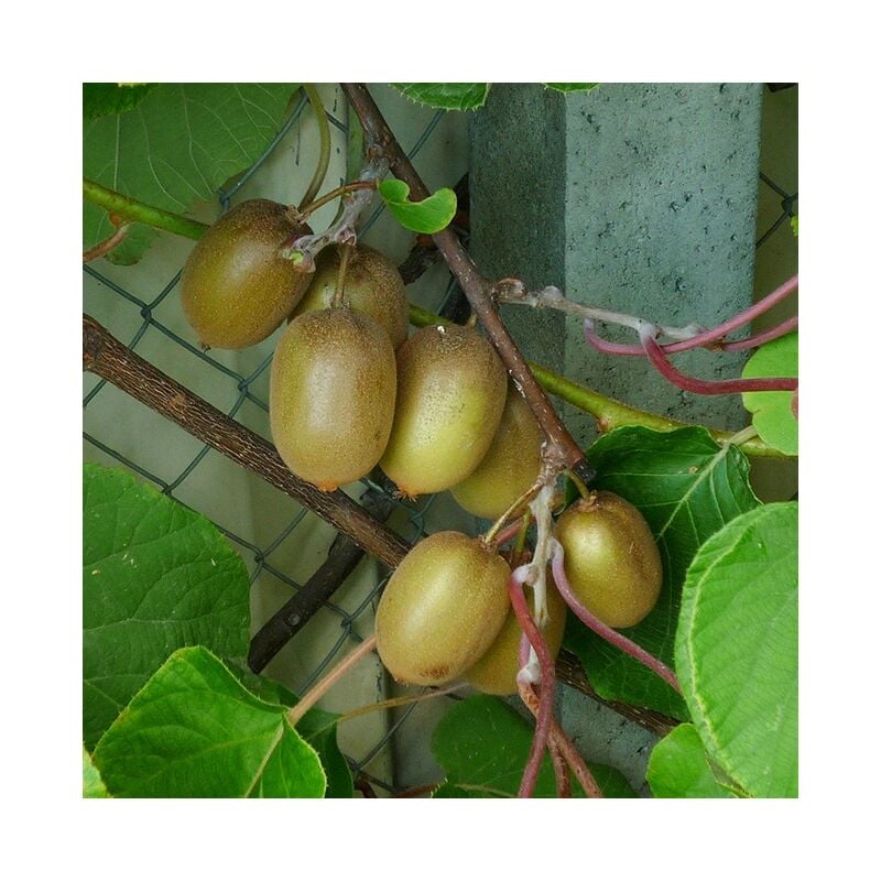 Kiwi femelle 'Hayward' - actinidia 3L